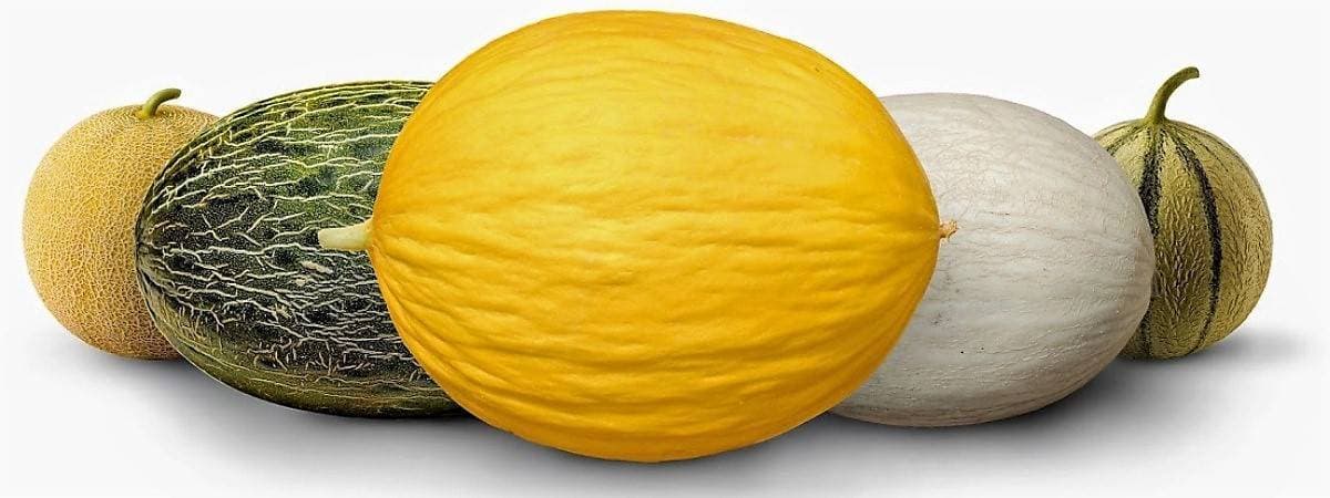 Melón