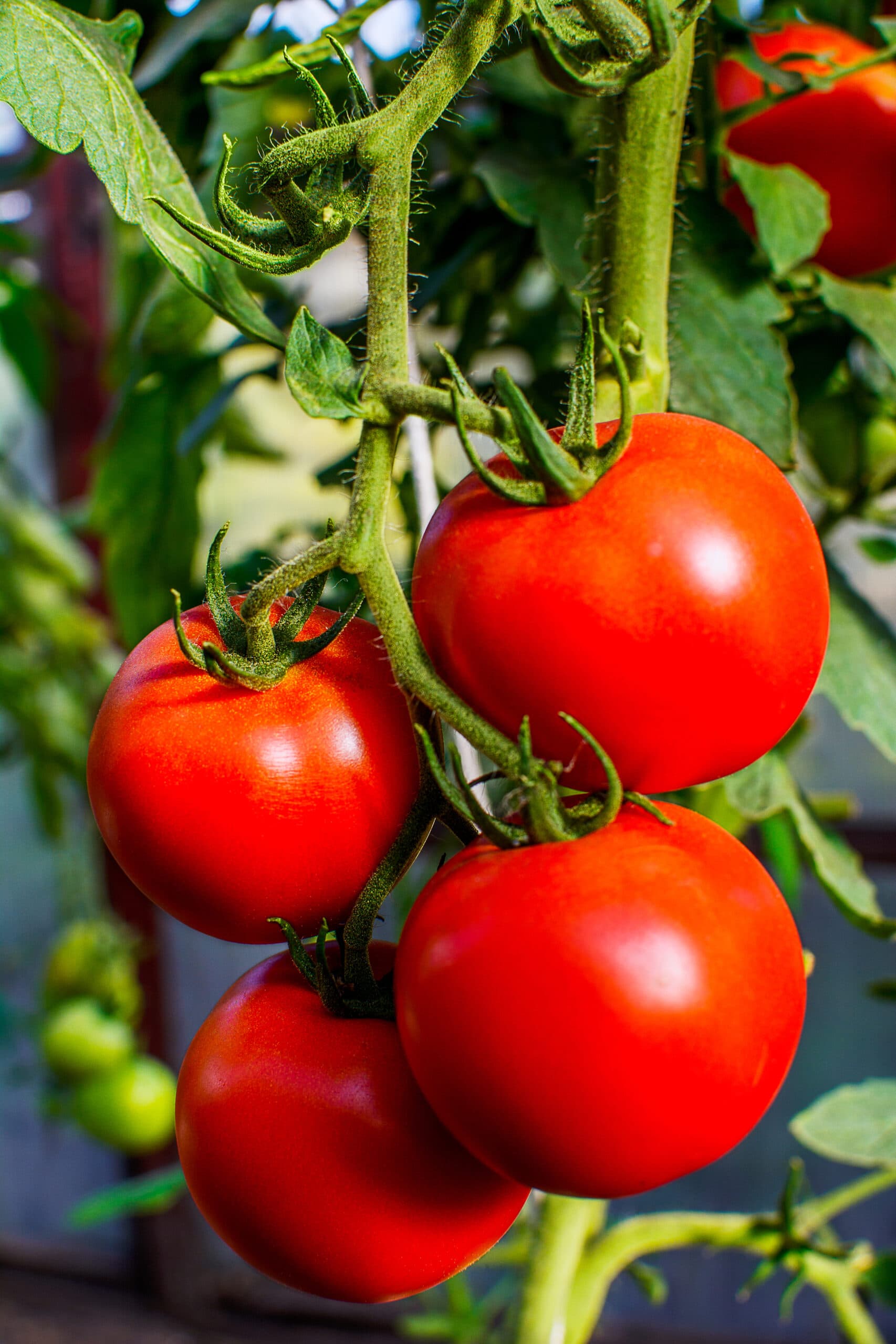 Tomate