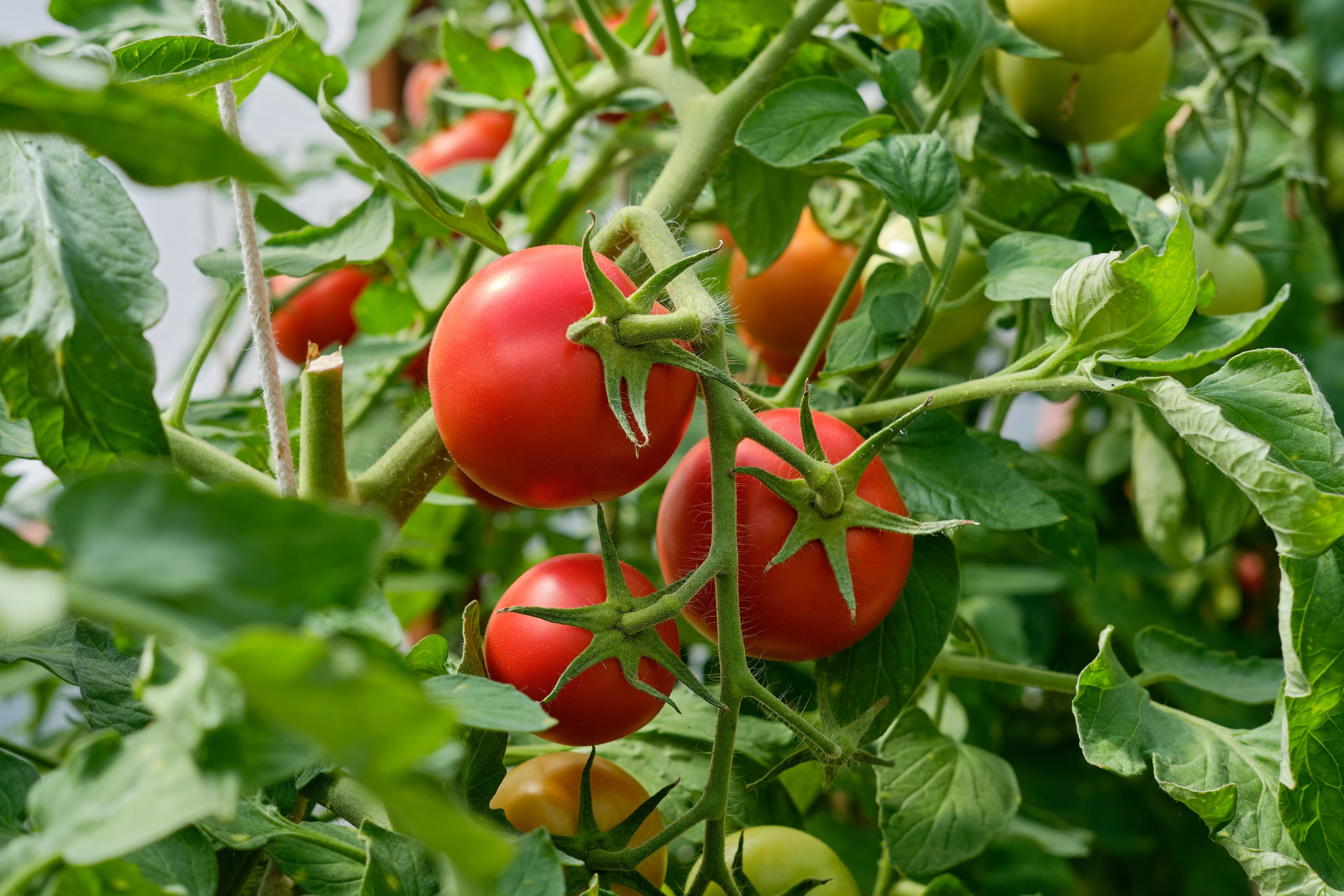 Producto Verdika — calidad en origen
